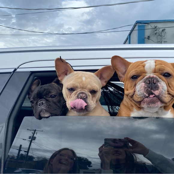 Meet your Posher, Lena - Picture 2 of 16